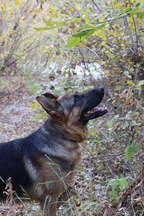 Щенки немецкой овчарки