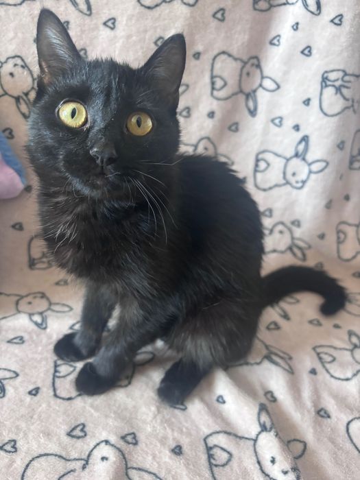 Черный котенок мальчик в добрые руки
