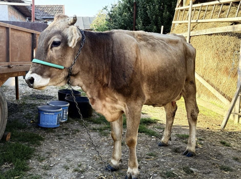 Vacă de vânzare brună