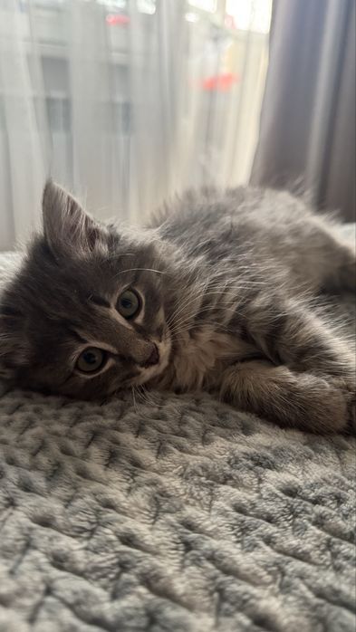 Котенок в поиске дома