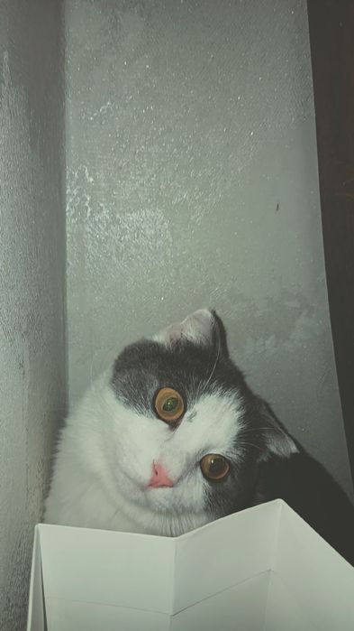 Кошка ищем кота для вязки