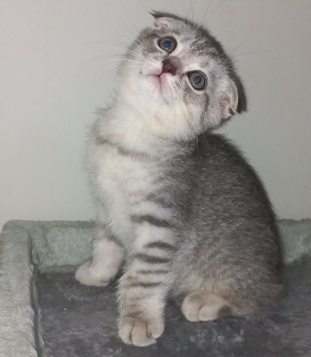 Scottish fold, Scottish strayd {okras mramor}