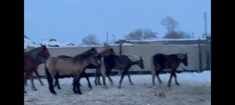 Продам жабағы, жеребята