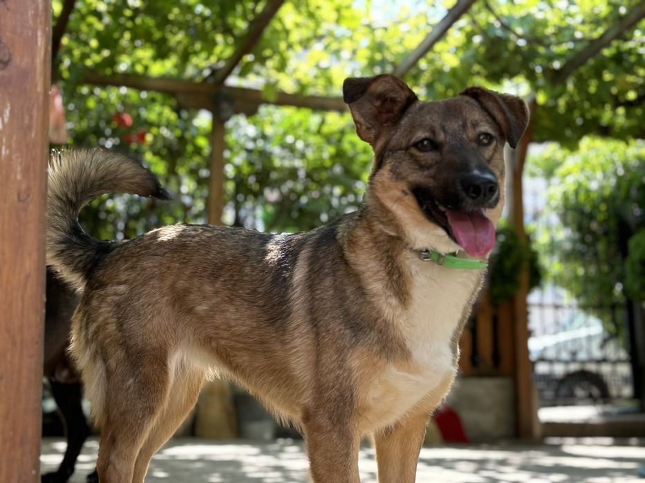 Подарявам кученце Зара