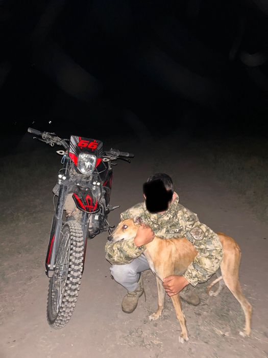 грей хаунд ұрғашы