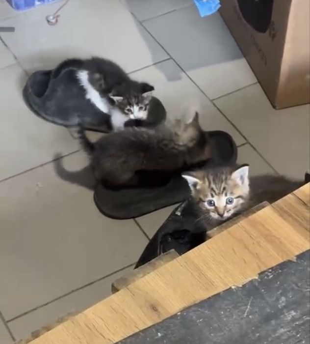 Отдам котят в добрые руки