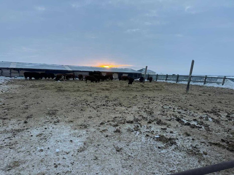 Продам крестьянское хозяйство