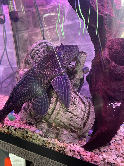 Продам рыбок для большого аквариума