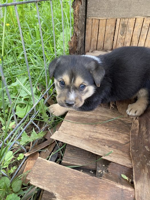 Adopta o minune de catelus - gratuit
