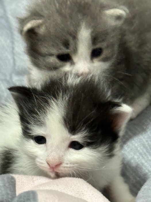 Котики воспитанные послушные