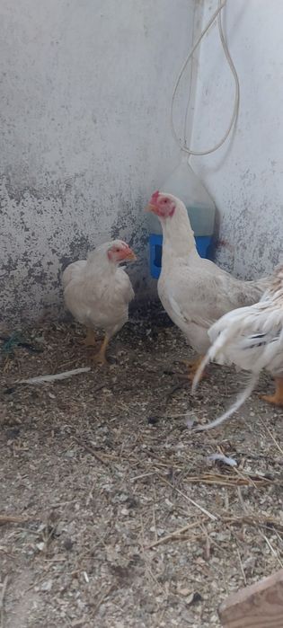 Disponibile gaini și cocos combatant indian