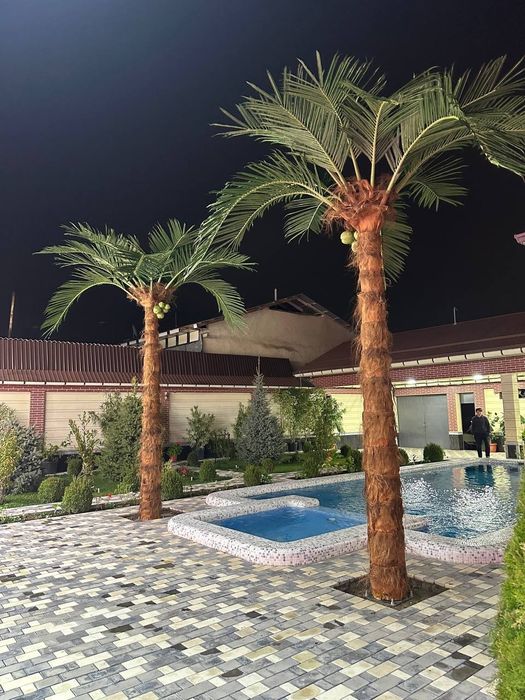 Palma Фаргонада ресторан дачалар учун Пальма дарахтлари