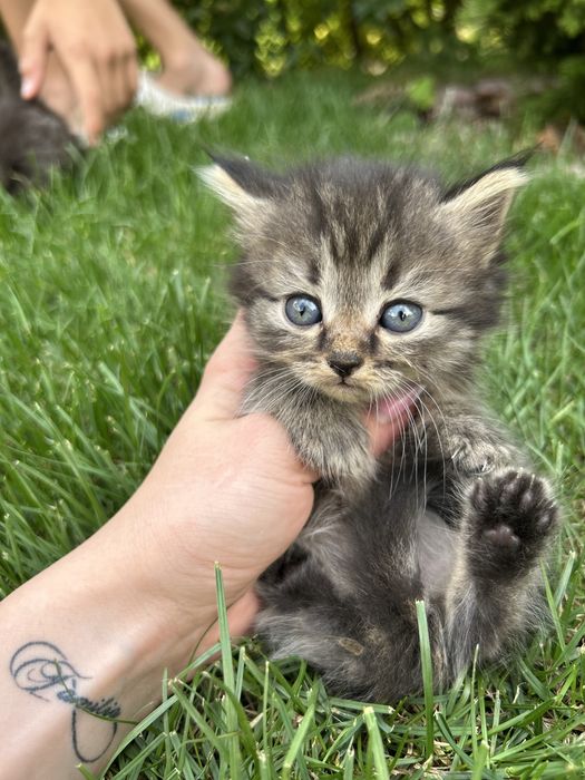 Продам шотландских котят