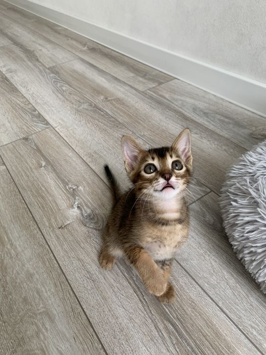 Абиссинские котята