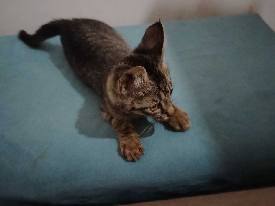 Котенок в добрые руки