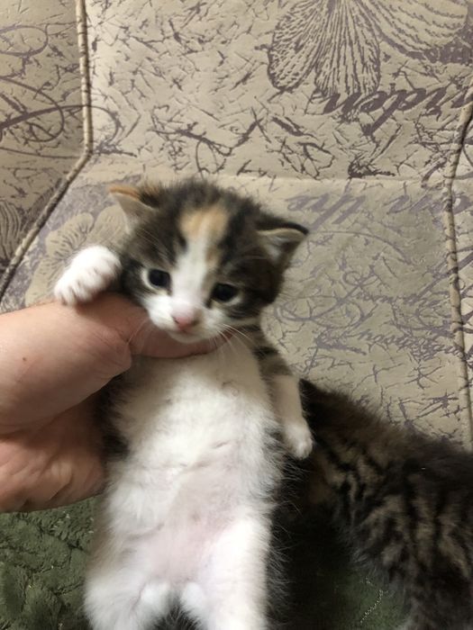 Отдаем котят самостоятельные