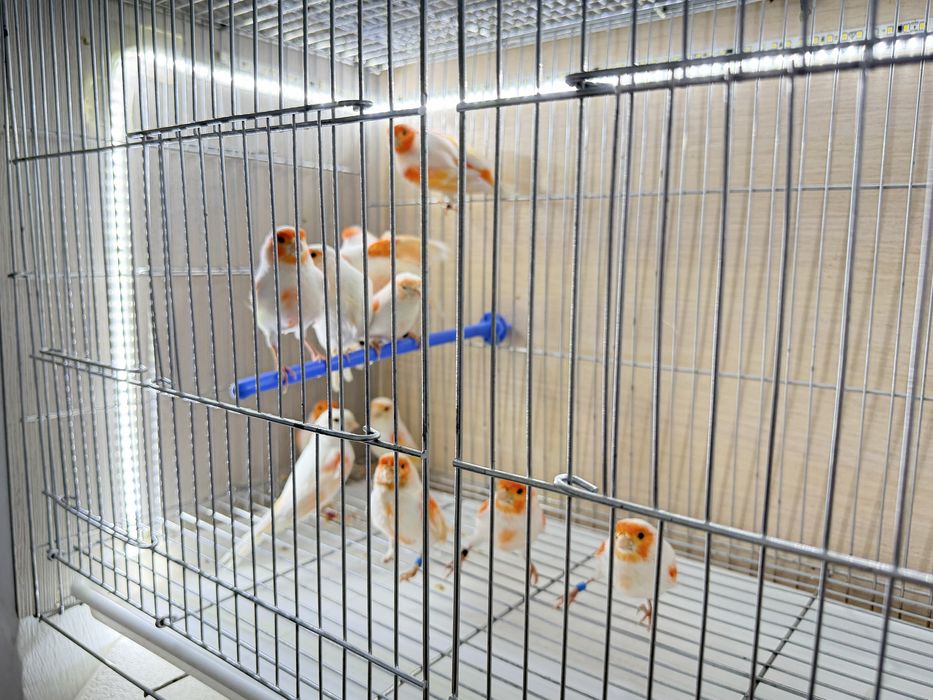 Продам канарейки