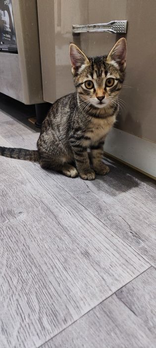 Отдам котёнка в добрые руки