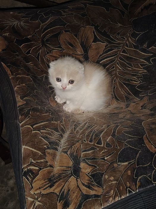 Котёнок Скоттиш Фолд 2,5 месяц