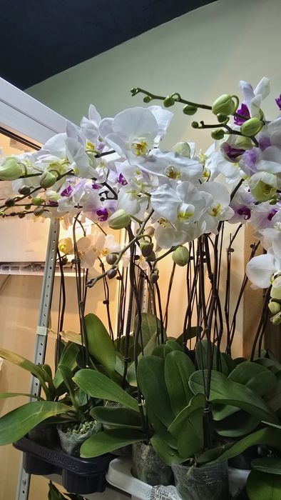 Орхидея. Большой выбор орхидей. Орхидея фаленопсис