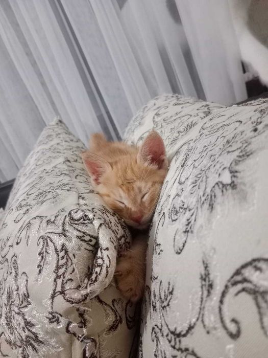 Рыжий котёнок в добрые руки