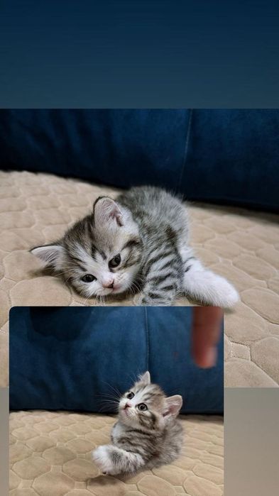 Продаются шотландские котята