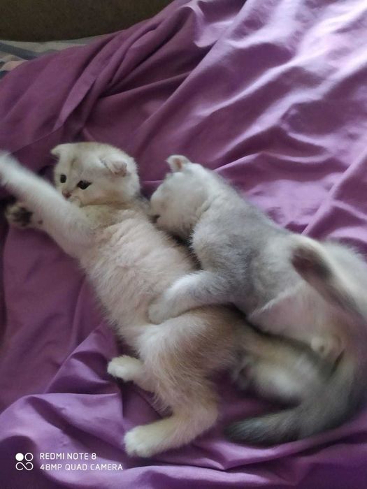 Вислоухие Шотландские Шиншиллы