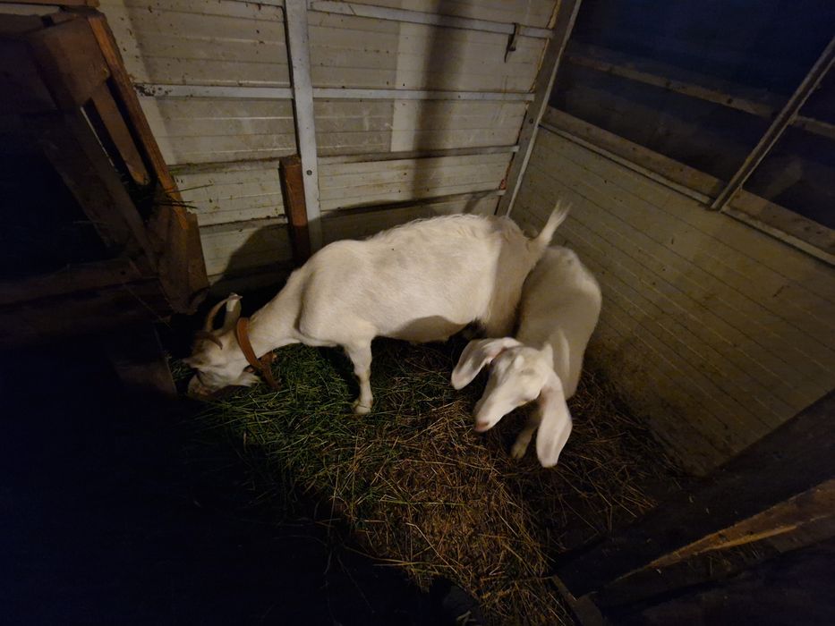 Capra sannen  o iedita metis șaten cu anglonubian si 1  capra  murciano de granadina