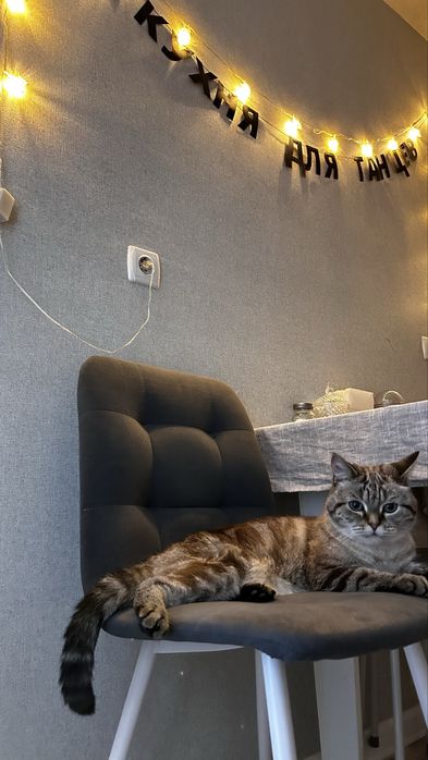 Отдам кота в добрые руки