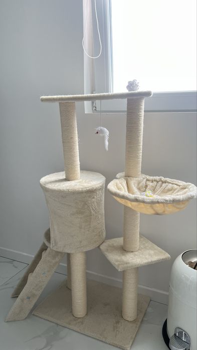 Ansamblu catarat pisici