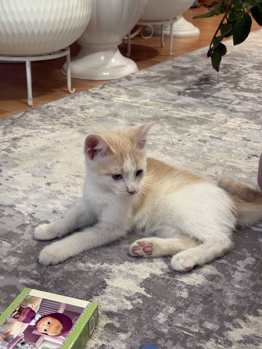 Отдам кота в добрае руки