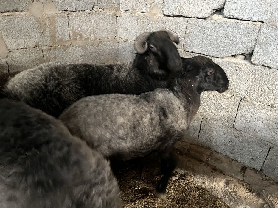 Кошкар мен буаз саулык