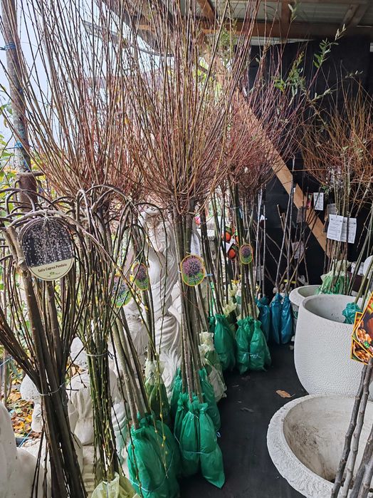 Salcie japoneza și plângătoare cu rădăcină ambalata