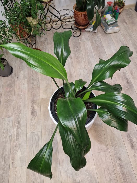 Срочно продам Эухарис