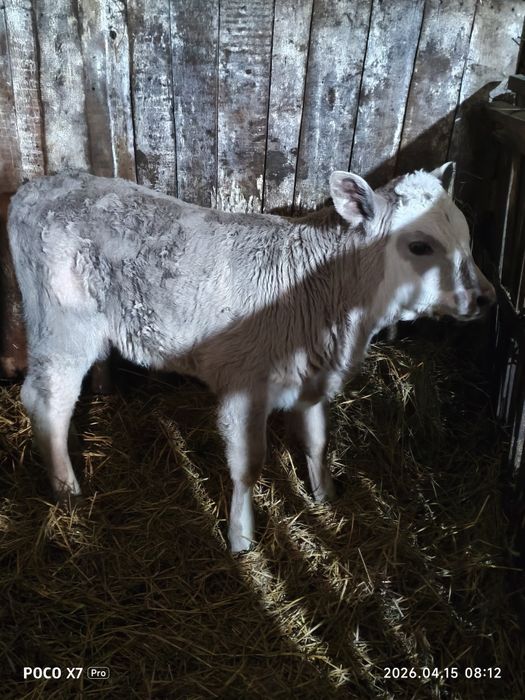 Продам в хорошие руки!