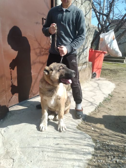 Күшік,сабочка,кушык