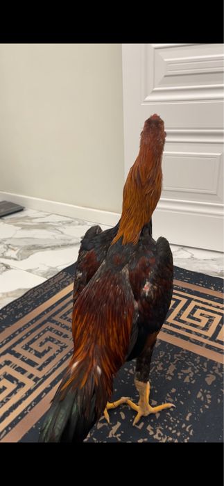 Продам. Дакана.