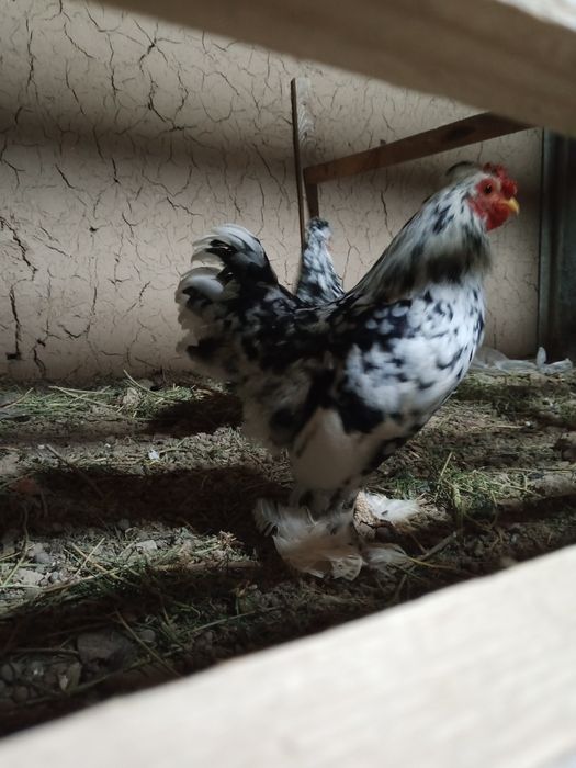 Таза канды тауыктар