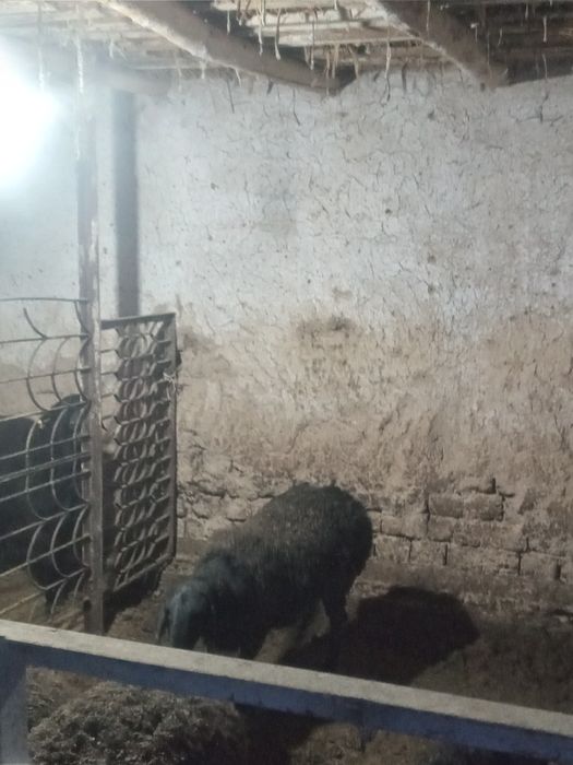 Urg'ochi qoylar sotiladi