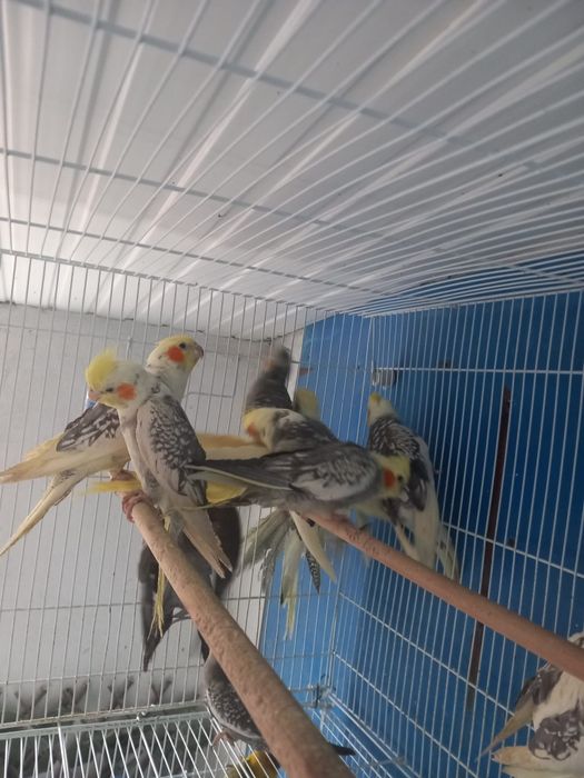 Papagali nimfe cu mot