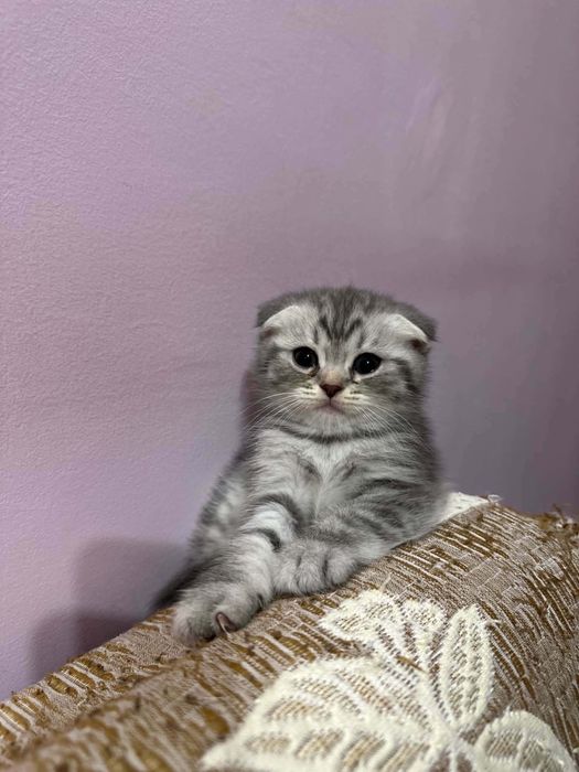 Британско коте таби
