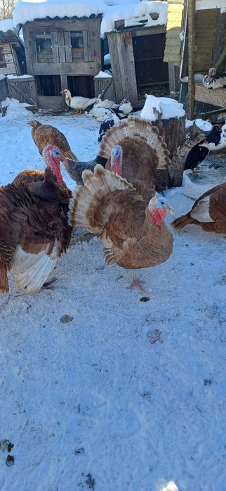 Vănd 2buc curci de casă masculi