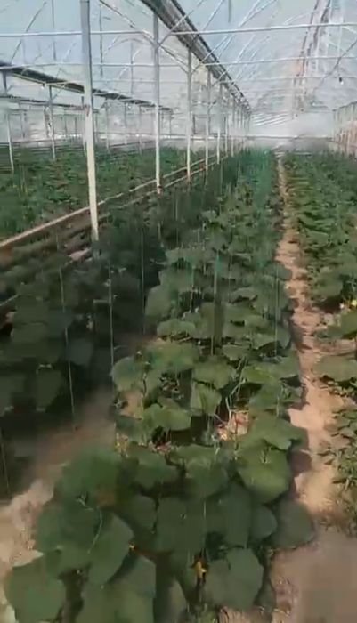 Теплица бағасы 1 соттығы құрып беруімен