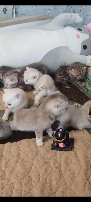 Шатланские котята