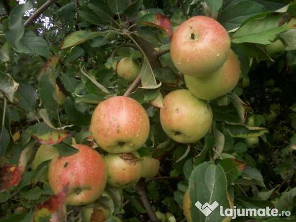 Pomi Fructiferi mari 3-7 ani  pe rod