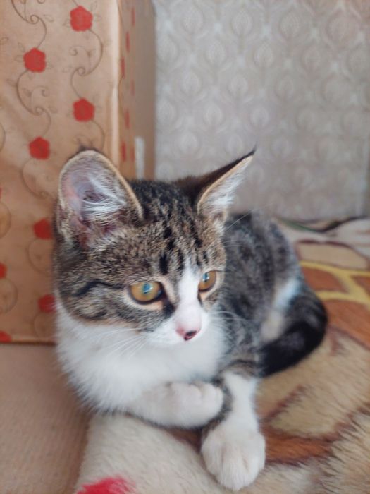 Котик в добрые руки, к лотку приучен