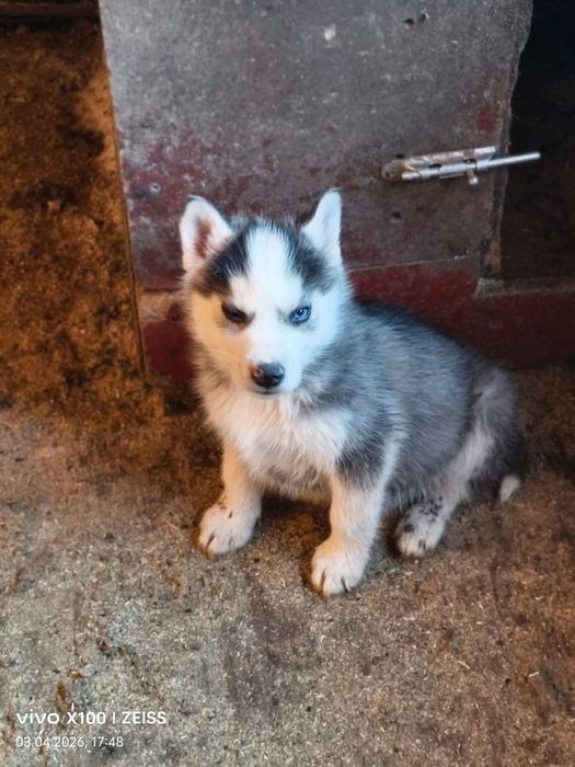 Щенки сибирской хаски.