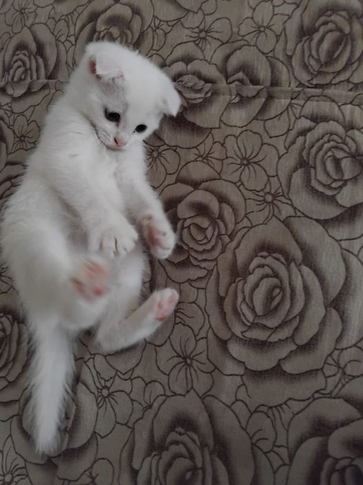 Котенок белый вислоухий