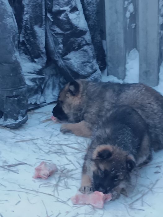 Продажа животных