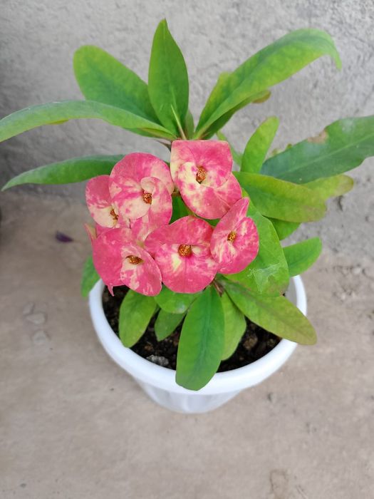 Комнатные цветы и растение